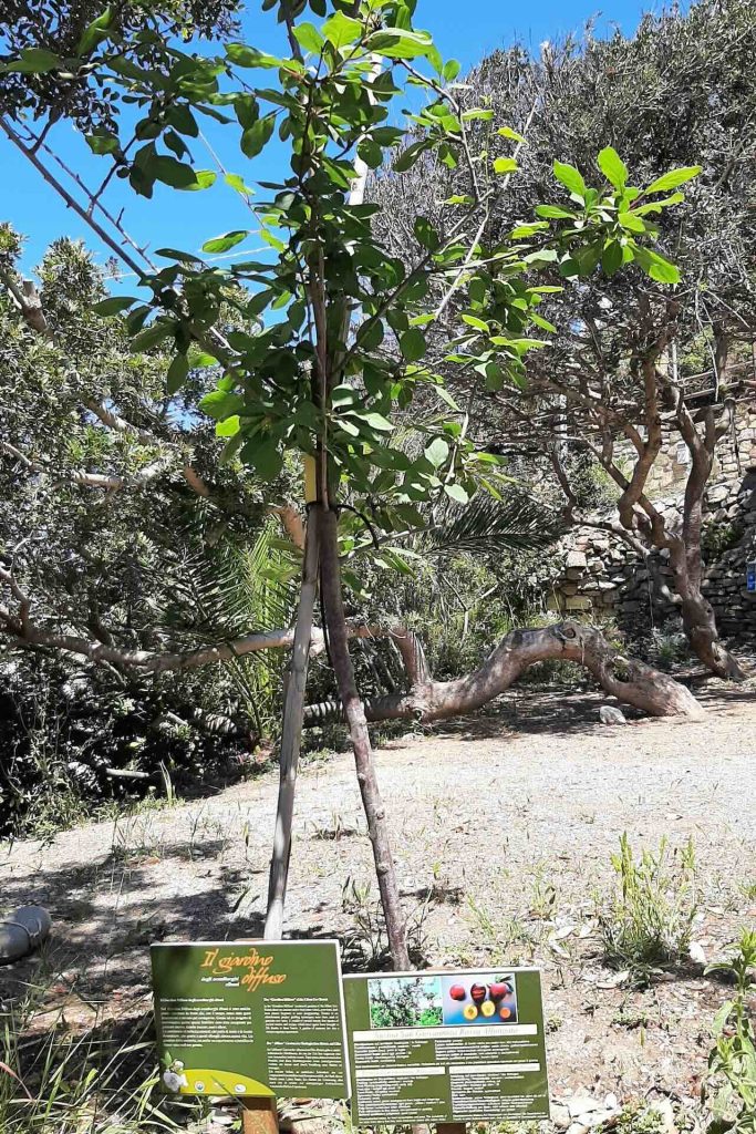 Susina San Giovannina Rossa Allungata del Giardino Diffuso degli ecoalberghi elbani presso il Camping Enfola