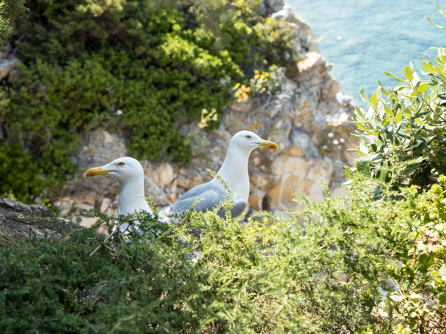 Gabbiani nella vegetazione mediterranea affacciata sul mare dell’Enfola
