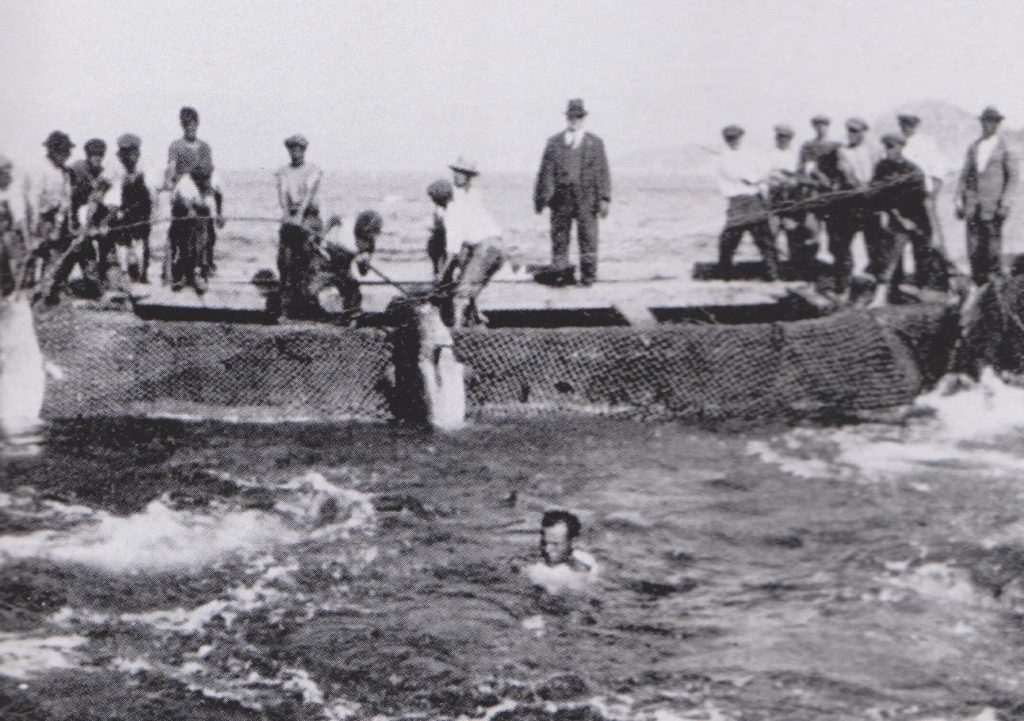 Antica pesca del tonno alla Tonnara dell’Enfola nel 1927, con pescatori impegnati nella mattanza