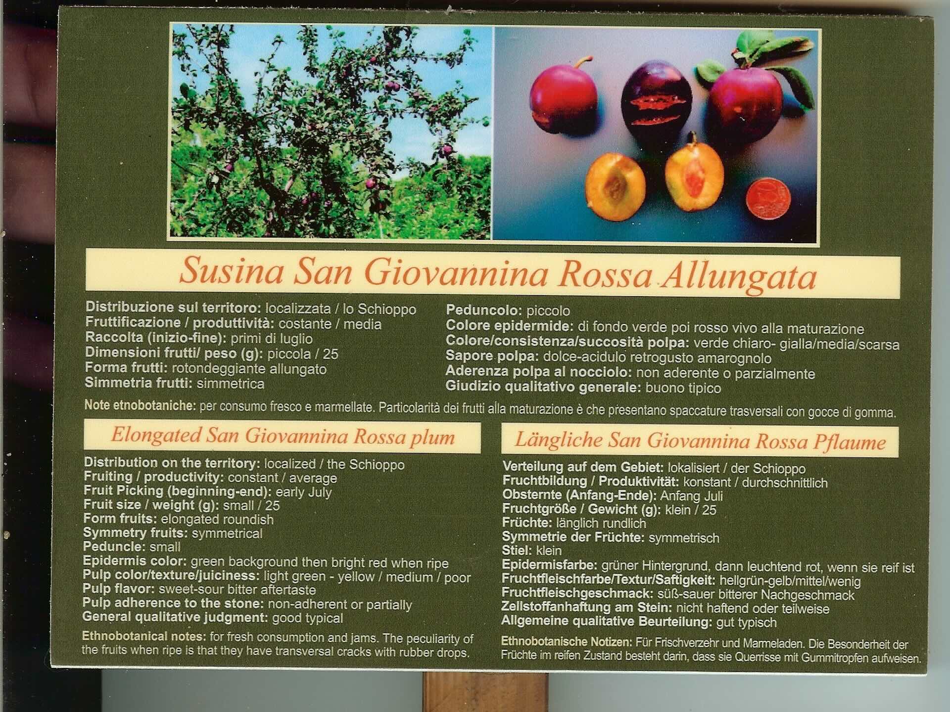 Scheda botanica della Susina San Giovannina Rossa Allungata, varietà autoctona del Giardino Diffuso dell’Isola d’Elba