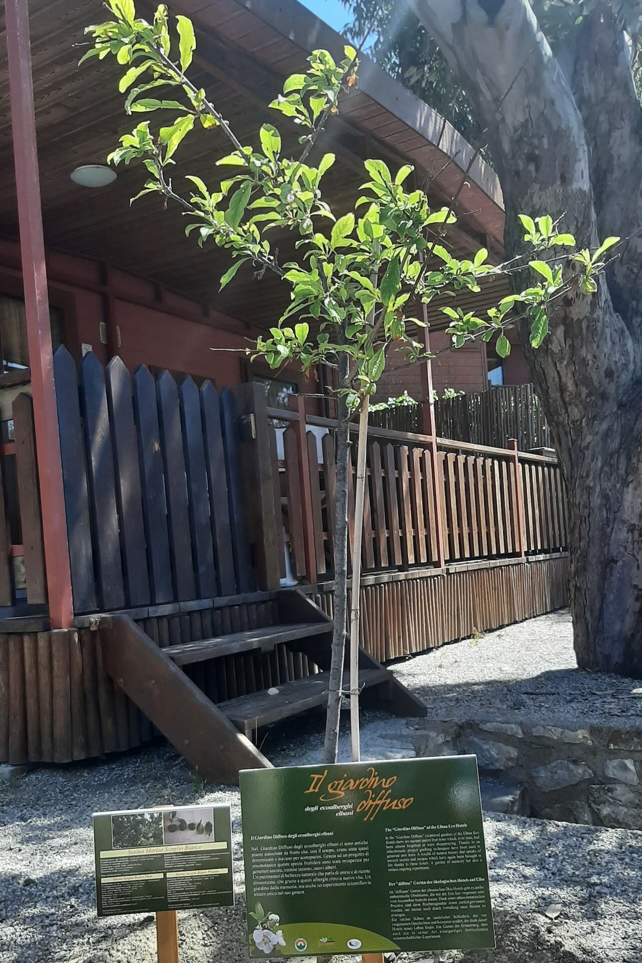 Susina Marisa Scoglio Bianco del Giardino Diffuso degli ecoalberghi elbani presso il Camping Enfola