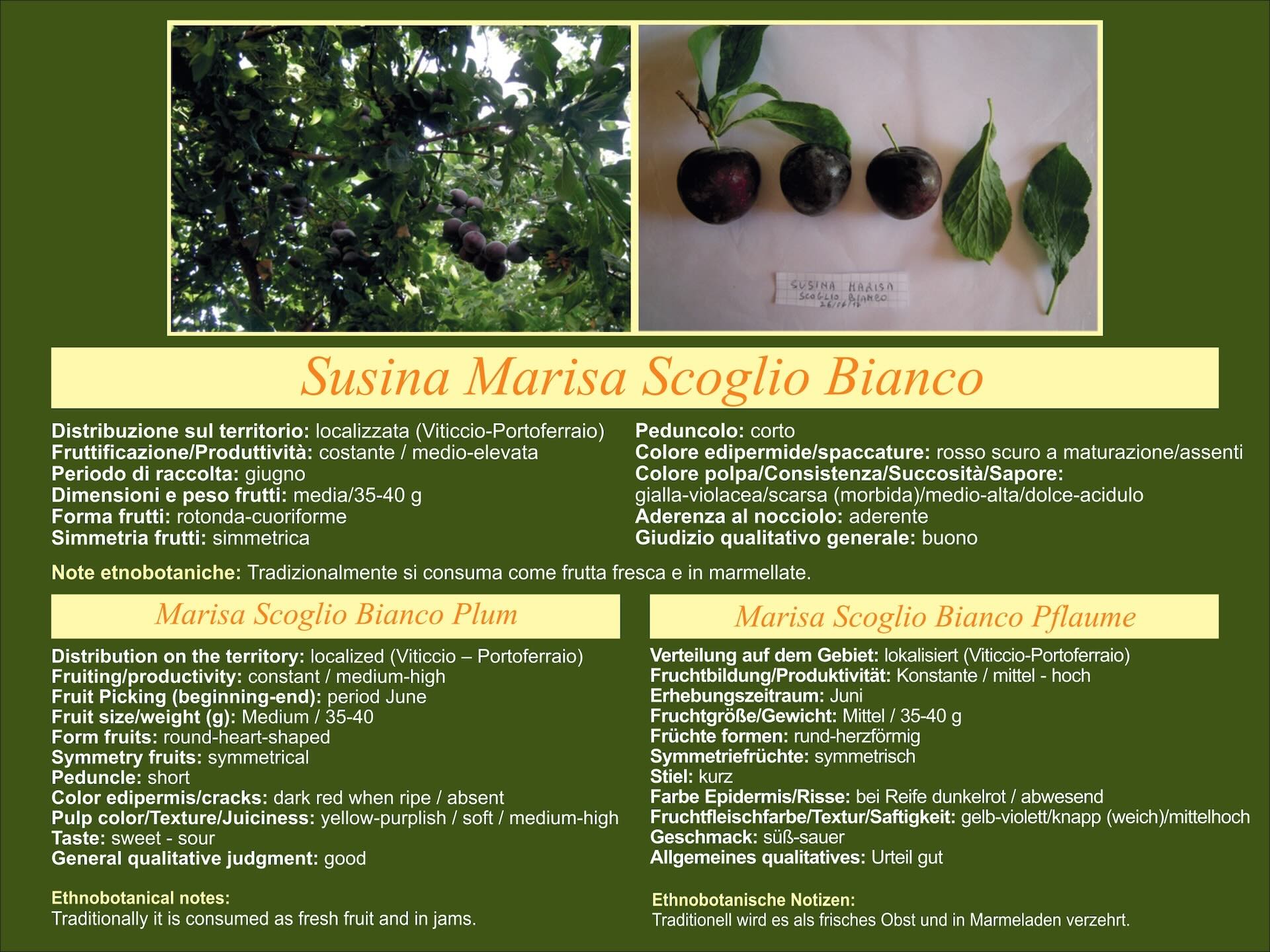 Scheda botanica della Susina Marisa Scoglio Bianco, varietà autoctona del Giardino Diffuso dell’Isola d’Elba